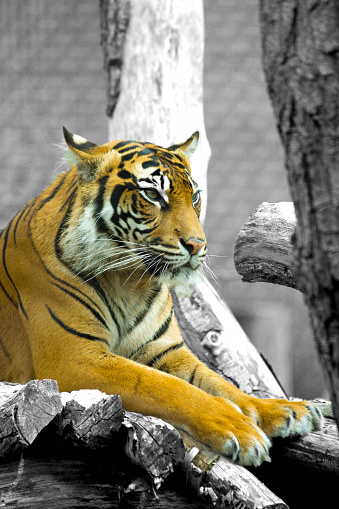 Bengal Tiger relaxing on a tree branch, the tiger is picked out in colour whilst the background has been converted to black and white.