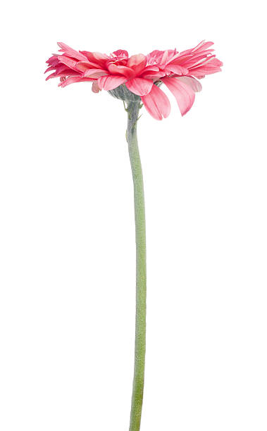 istock pink gerbera flower on white background 629724200