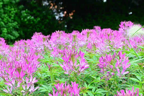 istock PINK FLOWER IN THE GARDEN 629726282