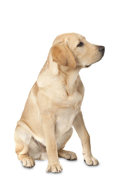 istock Beautiful Labrador retriever isolated on white background 629726826