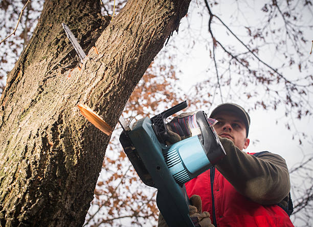 istock Man cutting a branch with chainsaw in the yard 629727086