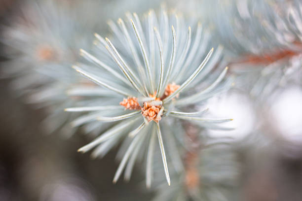 Branch of the blue spruce Branch of the blue spruce in winter. Close up. picea pungens stock pictures, royalty-free photos & images