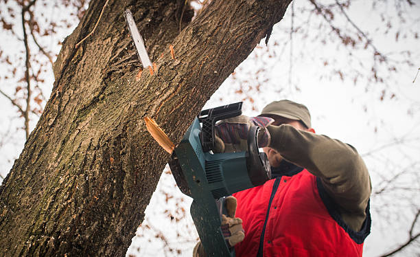 istock Man cutting a branch with chainsaw in the yard 629727300