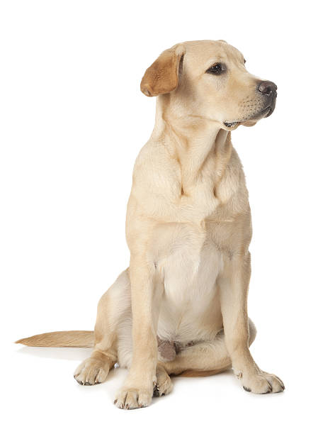 istock Beautiful Labrador retriever isolated on white background 629728830