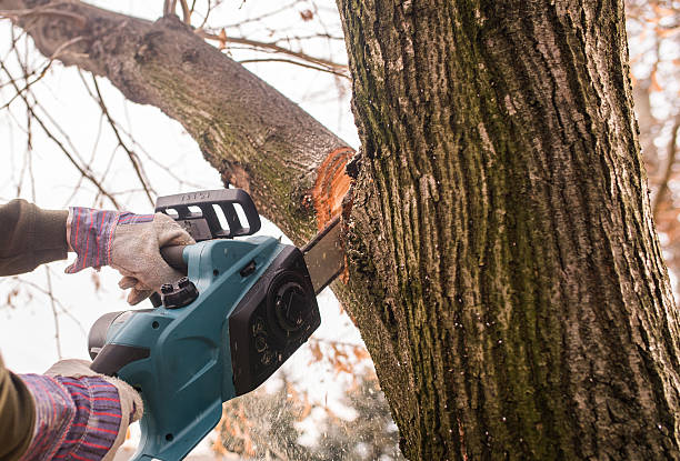 istock Man cutting a branch with chainsaw in the yard 629729244
