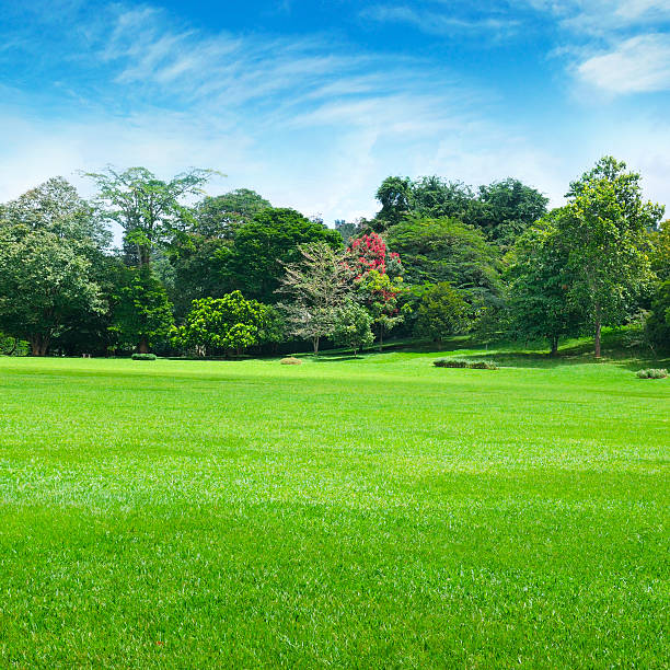 istock park, green meadow and blue sky 629729398