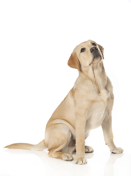 istock Beautiful Labrador retriever isolated on white background 629729440