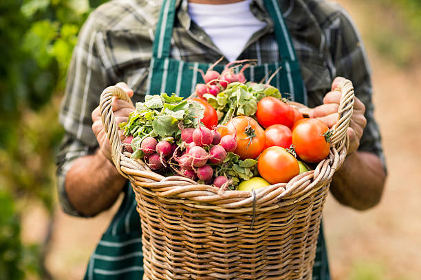 средняя часть фермера, держащего корзину овощей - photography vegetable vine food стоковые фото и изображения