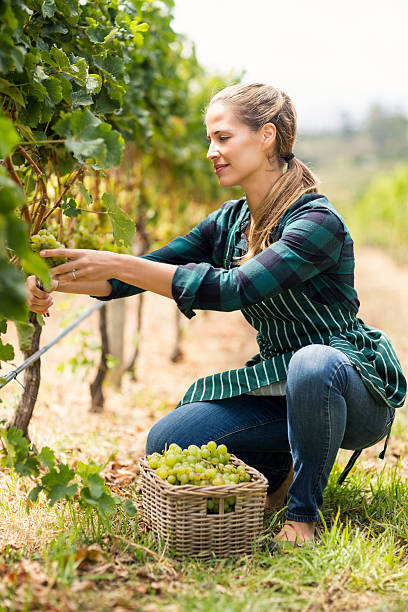 istock Young woman harvester working 629729636