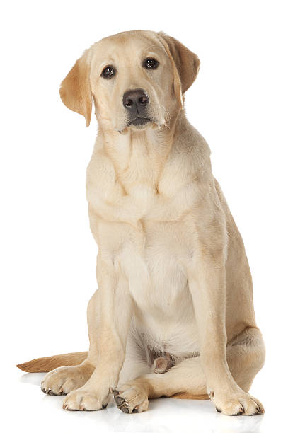 istock Beautiful Labrador retriever isolated on white background 629731642