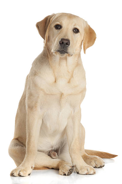 istock Beautiful Labrador retriever isolated on white background 629732166