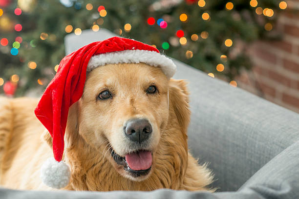 istock Pet Adoption at Christmastime 629732580