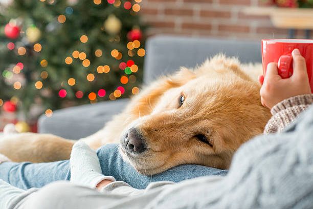 istock Dog Relaxing on Christmas Morning 629732592