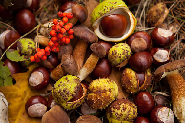 istock conkers mushrooms rowen foraging  -  autumn harvest 629734594