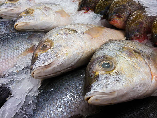 istock Snapper fish on ice in the fresh market. 629734714