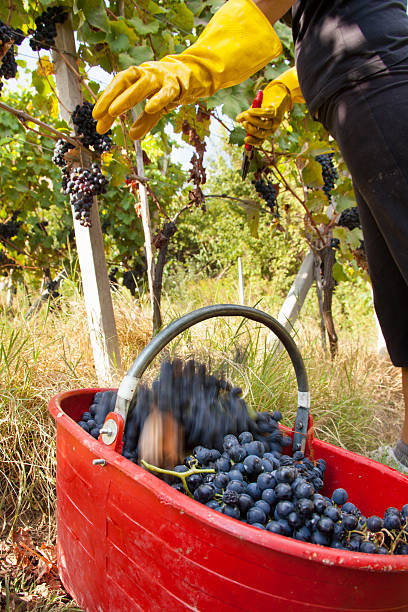 istock Harvest Harvest of grapes 629735720