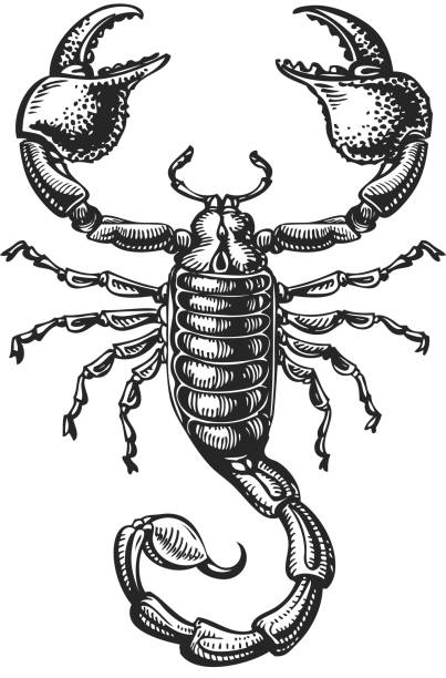 ilustrações de stock, clip art, desenhos animados e ícones de hand drawn sketch of scorpion. tattoo animal. vector illustration - escorpião aracnídeo