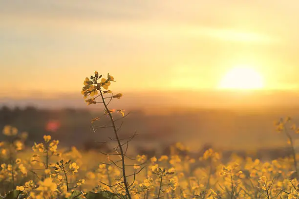Golden sunrays and fields of gold.  Golden canola blooming in the spring morning light