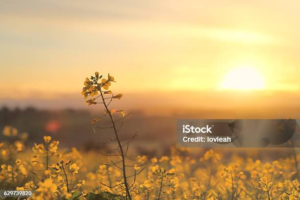 Foto de Canola Dourada Do Nascer Do Sol e mais fotos de stock de Flor - Flor, Austrália, Campo