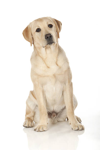 istock Beautiful Labrador retriever isolated on white background 629742400