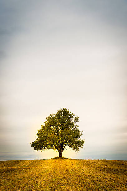 arbre solitaire dans un champ - autumn oak tree sun photos et images de collection