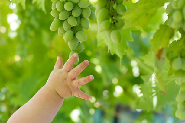 istock Cute baby hand touching green grapes 629742884