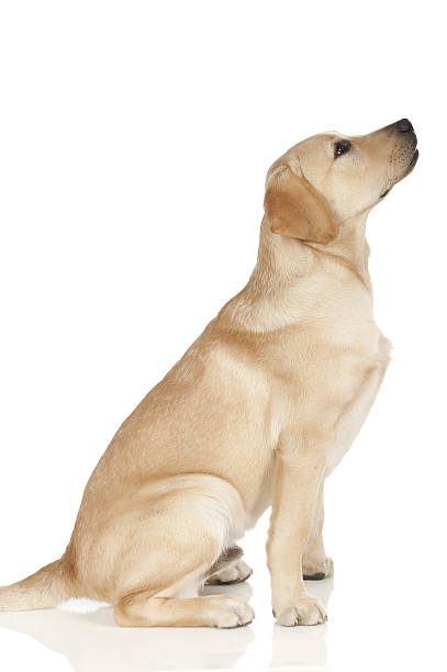 istock Beautiful Labrador retriever isolated on white background 629743900