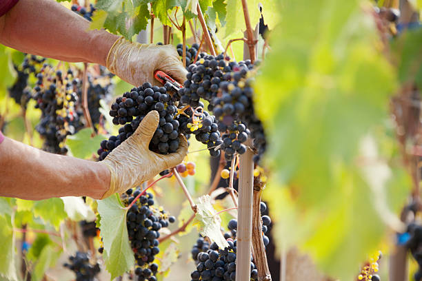 istock Harvest Harvest of grapes 629744018