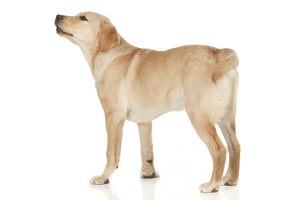istock Beautiful Labrador retriever isolated on white background 629744494