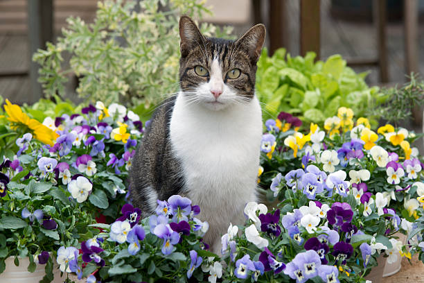 Beautiful cat in between colored pansy flowers stock photo