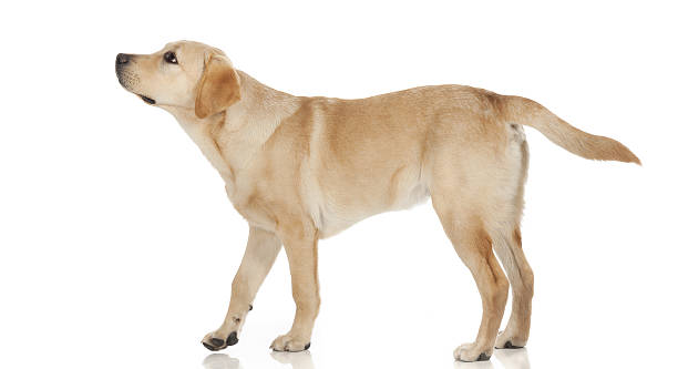 istock Beautiful Labrador retriever isolated on white background 629745184