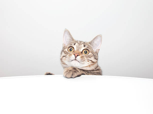 istock Thoughtful cat face. Kitten portrait 629745356