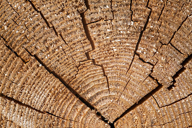 Rings of a tree. Cracks on dry tree. Rings of a tree. Cracks on dry tree. annual plant attribute stock pictures, royalty-free photos & images