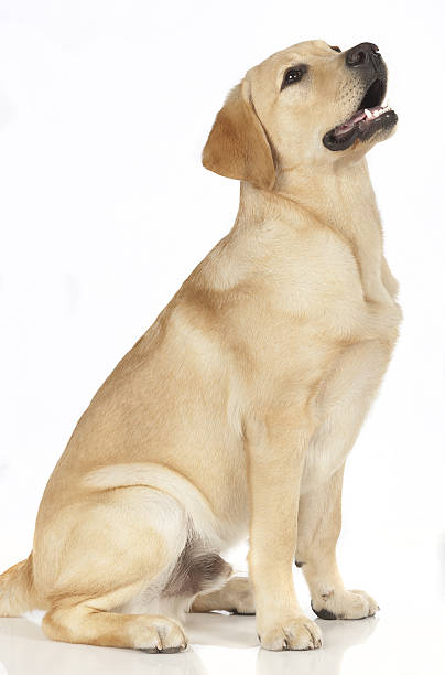 istock Beautiful Labrador retriever isolated on white background 629746110