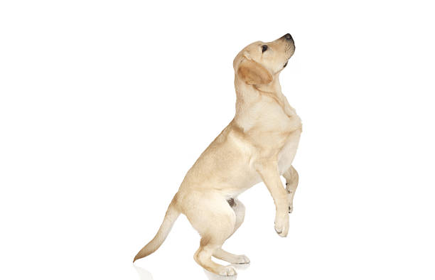 istock Beautiful Labrador retriever isolated on white background 629746472
