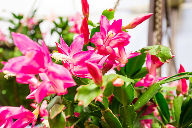 istock beautiful pink flower 629747044