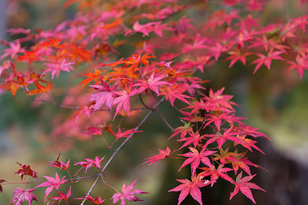istock Branch of red autumn maple leaves 629747236