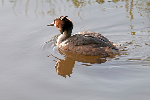 Grebe swimming in water in ditch The Netherlands
