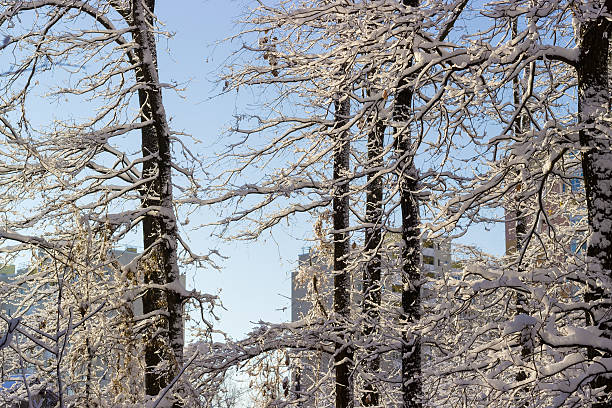 Branches and trunks of deciduous trees covered with snow