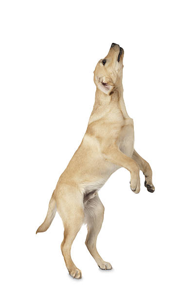 istock Beautiful Labrador retriever isolated on white background 629757800