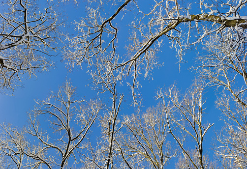 View from the bottom up on a branches of deciduous trees covered with snow against the blue sky