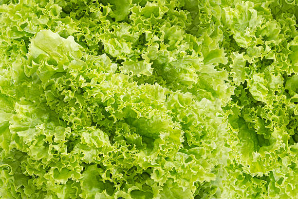istock Background of a green lettuce 629760300