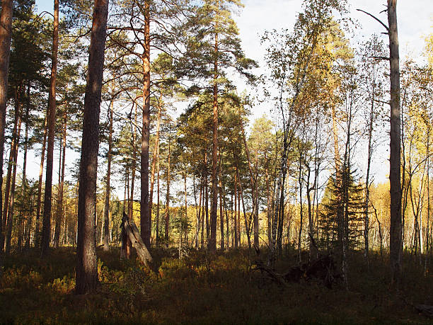 istock Old autumn forest against the blue sky. 629760362