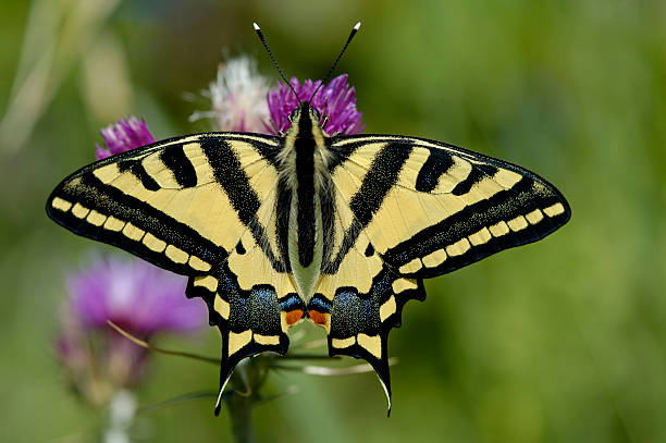 Oldworld Swallowtail (Papilio machaon) stock photo