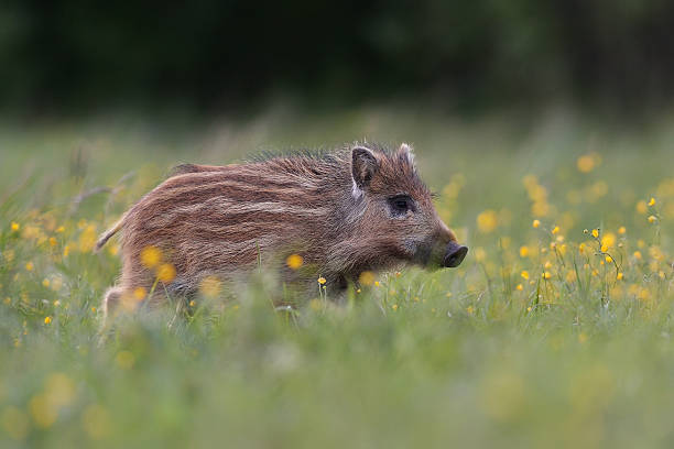 istock Wild boar piglet with blossoming flowers 629762142