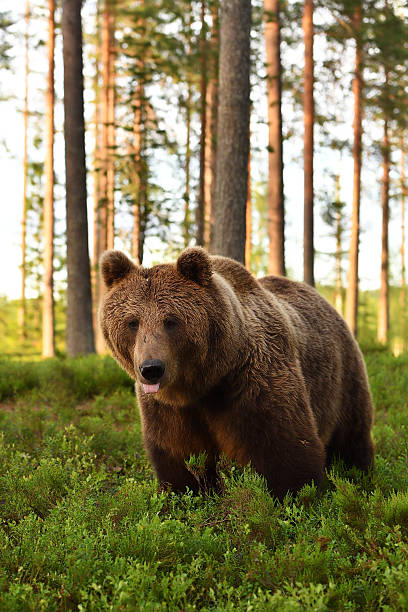 istock European brown bear at summer 629762478