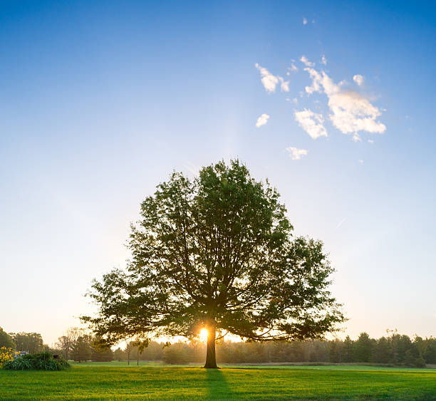 istock Majestic sunrise behind lone tree 629762806
