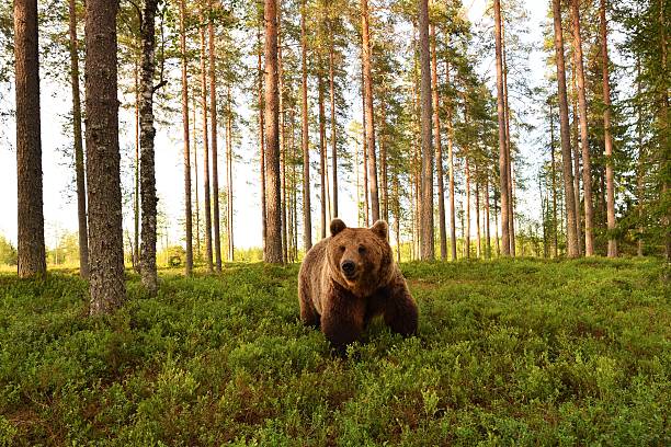 orso bruno europeo in uno scenario forestale. orso bruno in un paesaggio forestale. - orso bruno foto e immagini stock