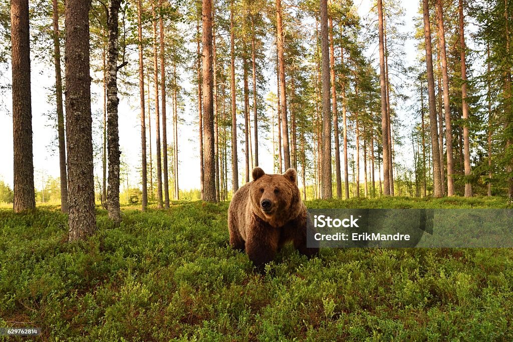 European brown bear in a forest scenery. Brown bear in a forest landscape. Bear Stock Photo