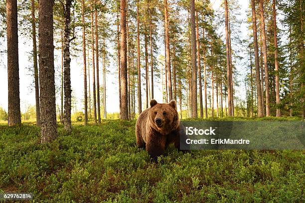 European Brown Bear In A Forest Scenery Brown Bear In A Forest Landscape Stock Photo - Download Image Now